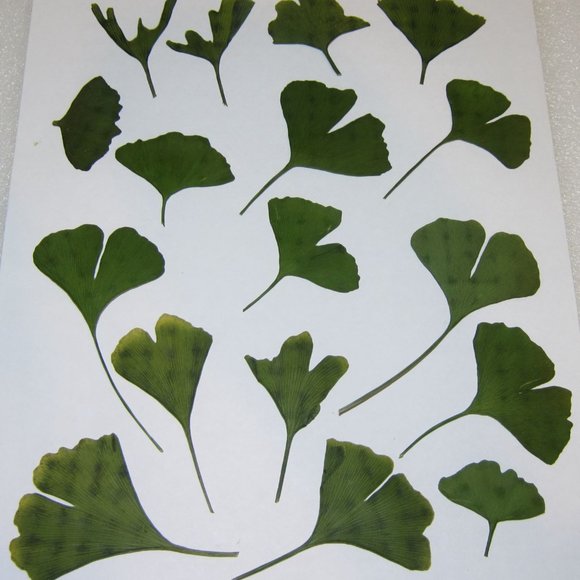 50 PCS Ginkgo Biloba Pressed Craft Leaves - Picture 4 of 5